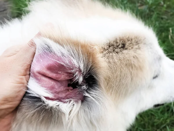 Problema Oreja Perro Cerca Mostrar Las Infecciones Secundarias Piel Perros — Foto de Stock