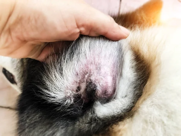 Closeup dog ear problem,show the secondary skin infections in dogs with Atopic Dermatitis,blurry light around