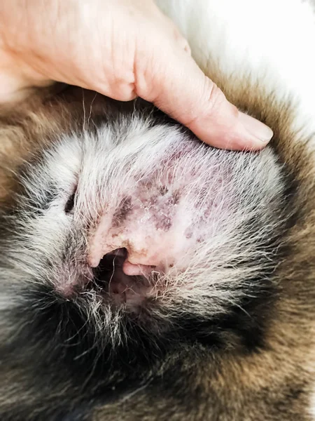 Closeup dog ear problem,show the secondary skin infections in dogs with Atopic Dermatitis,blurry light around