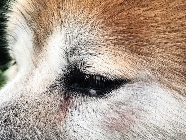 Close up dog eye,show part of dog body,brown hair