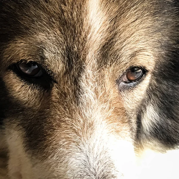 Крупним Планом Собака Дивиться Прямо Красиві Очі — стокове фото