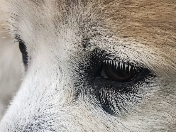 Feche Olho Cão Com Fillem Mostre Lágrimas Cão Quando Contato — Fotografia de Stock