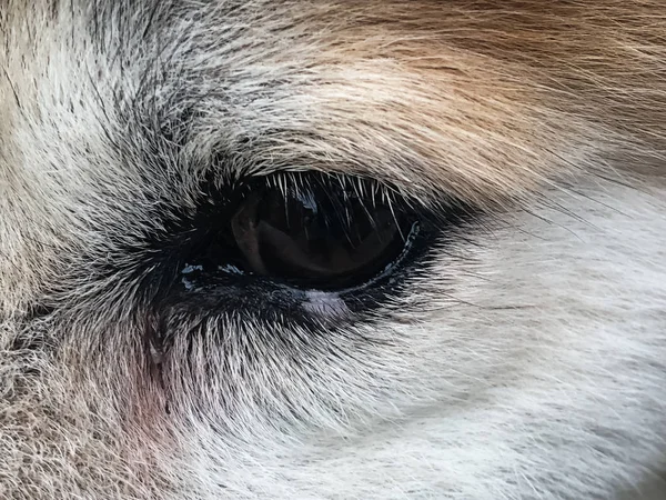 Closeup the dog eye with probllem,show tears in dog,when contact with sunlight and dust,look like always crying,the disease of aged dog