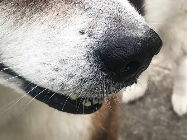 Closeup Köpek Burun Köpek Yüzünde Vücudun Bir Parçası — Stok fotoğraf