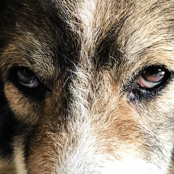 Bliska Pies Oczy Patrząc Prosto — Zdjęcie stockowe