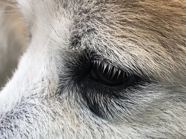 Feche Olho Cão Com Fillem Mostre Lágrimas Cão Quando Contato — Fotografia de Stock