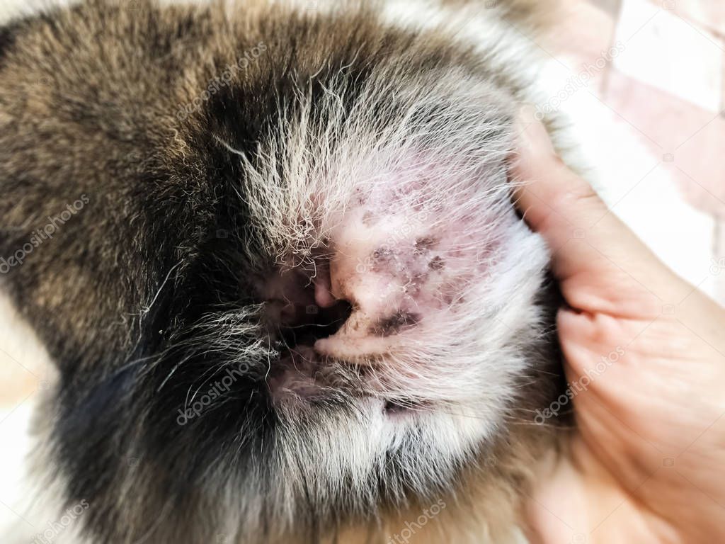 Closeup dog ear problem,show the secondary skin infections in dogs with Atopic Dermatitis,blurry light around