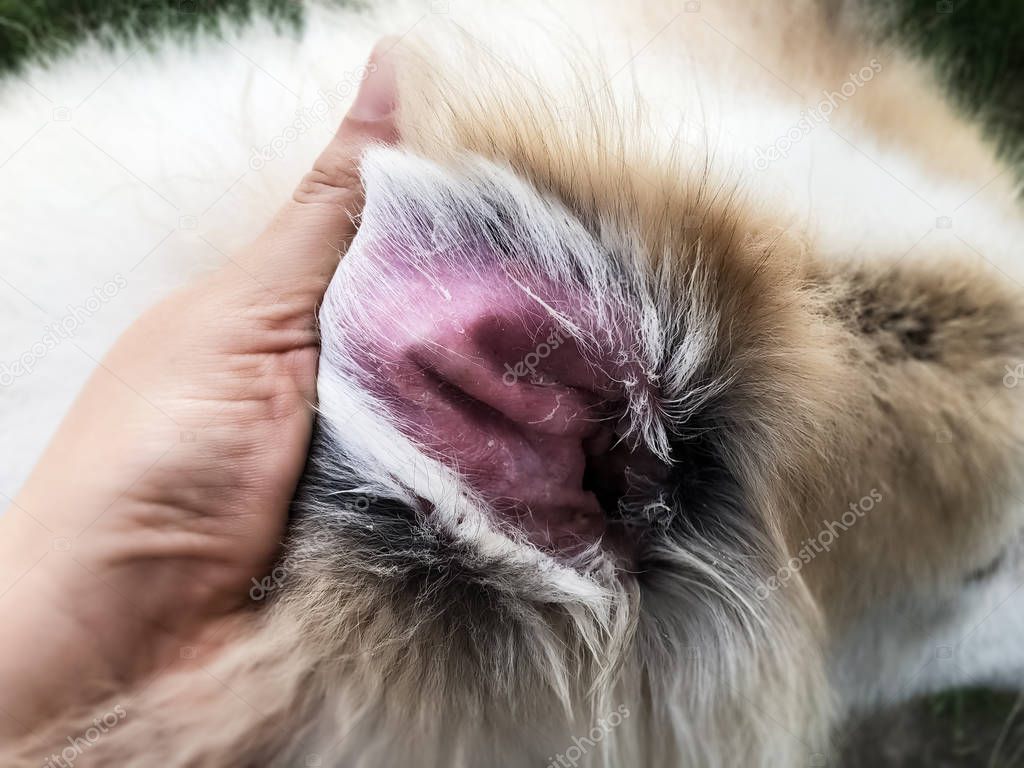 Closeup dog ear problem,show the secondary skin infections in dogs with Atopic Dermatitis,blurry light around