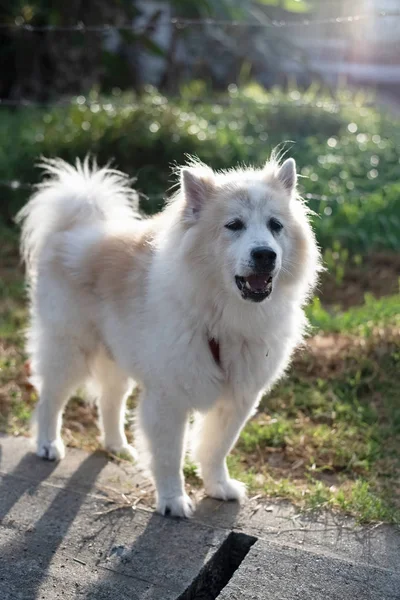 Pies Stojący Otwarte Usta Szczekanie Parku Odbicie Światła Słonecznego Świeci — Zdjęcie stockowe