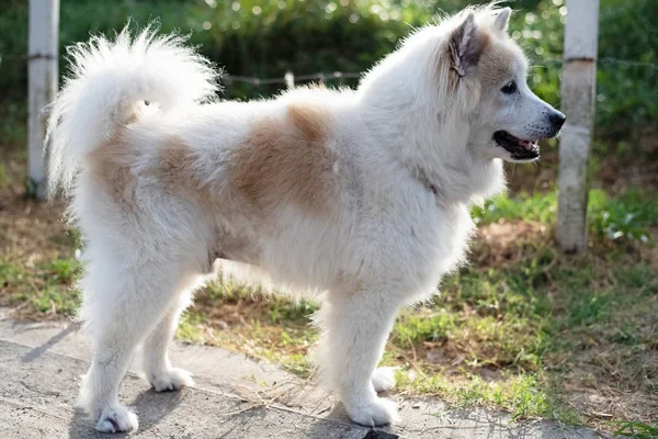 Dog Standing Park Show Body Structure Thai Dog Blurry Light — Stock Photo, Image