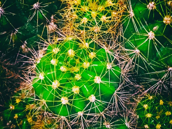 Fondo Abstracto Del Diseño Artístico Cactus Espina Afilada Cactus Echinopsis — Foto de Stock