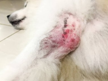 Köpek bacağı üzerinde Dermatit hastalığı seçici odak, kaşıntılı ve heykel, köpek cilt sorunu, aşırı duyarlılık, sağlıksız.