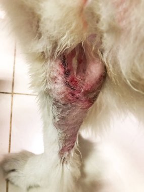 Köpek bacağı üzerinde Dermatit hastalığı seçici odak, kaşıntılı ve heykel, köpek cilt sorunu, aşırı duyarlılık, sağlıksız.
