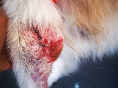 Köpek bacağı üzerinde Dermatit hastalığı seçici odak, kaşıntılı ve heykel, köpek cilt sorunu, aşırı duyarlılık, sağlıksız.