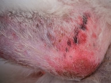 Köpek bacağı üzerinde Dermatit hastalığı seçici odak, kaşıntılı ve heykel, köpek cilt sorunu, aşırı duyarlılık, sağlıksız.