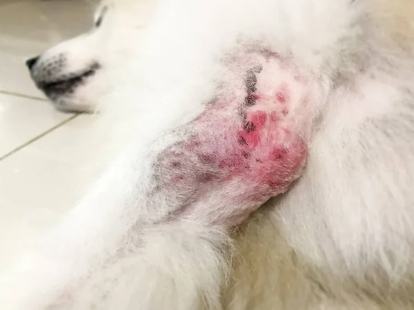 In selective focus of the Dermatitis disease on dog leg,itchy and sculpt,skin problem in dog,hypersensitivity,unhealthy.