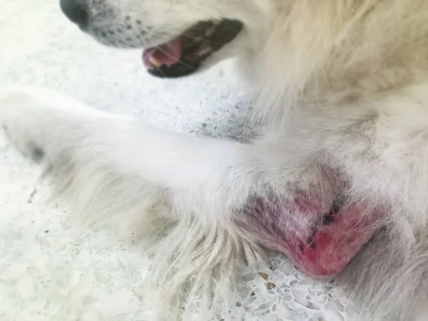 犬の脚 かゆみや彫刻 犬の皮膚の問題 過敏症 不健康な皮膚炎のセアシーフォーカスで — ストック写真