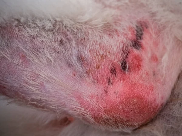 犬の脚の皮膚炎の選択的焦点で かゆみと彫刻 犬の皮膚の問題 過敏症 不健康 — ストック写真