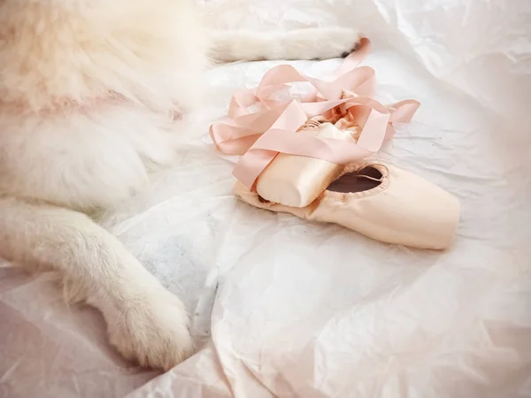 Les Chaussures Ballet Satin Rose Mettent Côté Des Pattes Floues — Photo