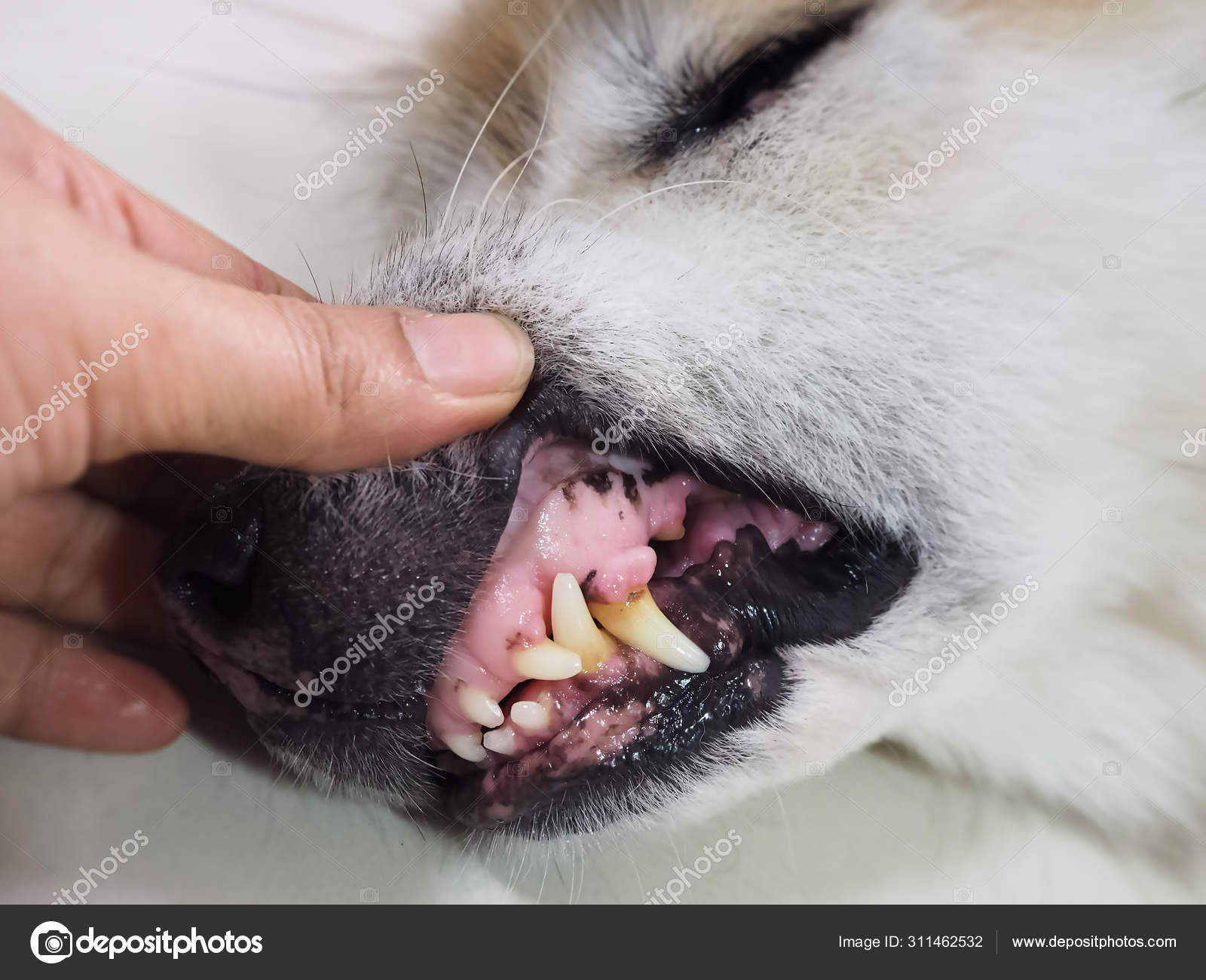 Is Extra Gum Bad For Dogs