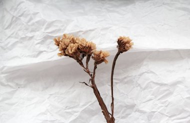 Kurumuş çiçek grunge yüzey arkaplanını, mahsulü ve sanat tarzını giyer