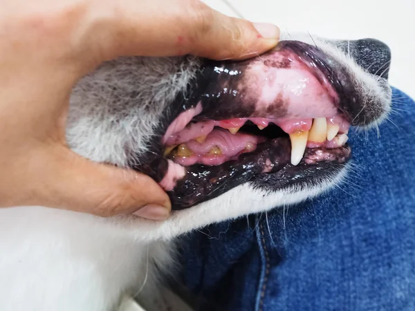 Closeup dog tooth decayed, show dirty teeth,sign of dental and gum disease in dog,unhealthy dog mouth