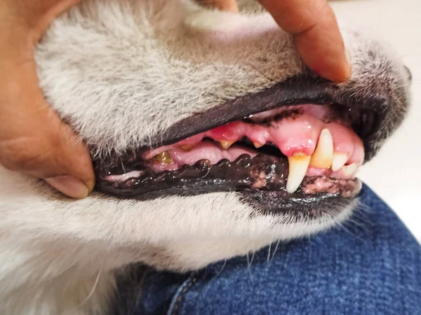 Closeup Dog Tooth Decayed Show Dirty Teeth Sign Dental Gum – stockfoto