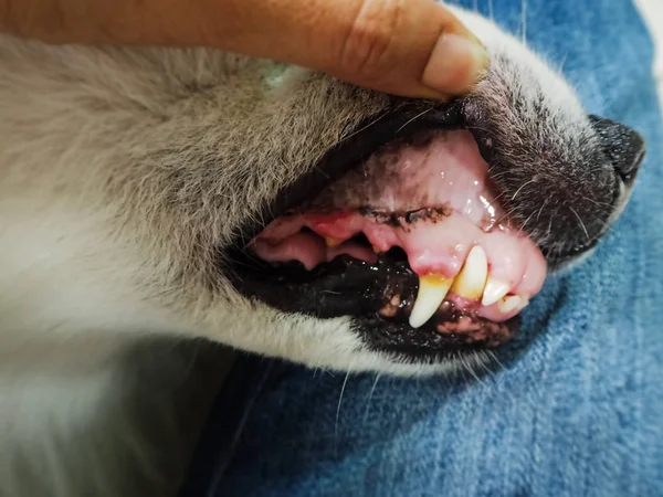 犬の歯を閉じて 汚れた歯を見せ 犬の歯と歯茎疾患の兆候 不健康な犬の口 — ストック写真