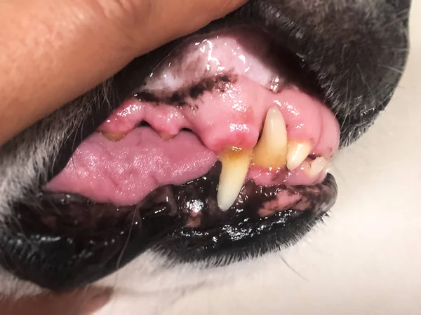 Köpek dişi probleminin seçici odak noktasında, plaket, hastalık belirtisi, sağlıksız ağız hayvanı