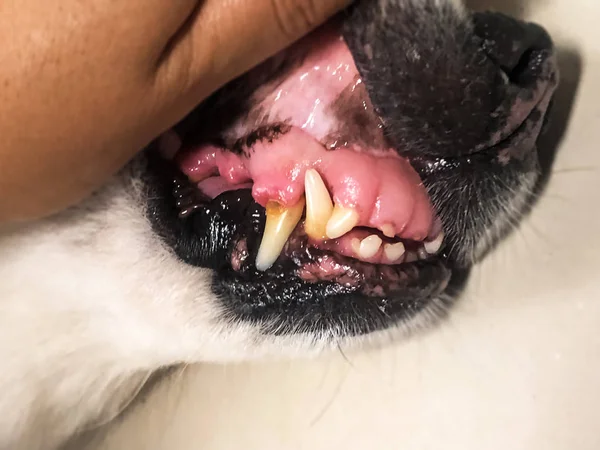 Enfoque Selectivo Del Problema Los Dientes Perro Placa Signo Enfermedad — Foto de Stock