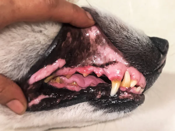 In selective focus of dog teeth problem,plaque,sign of disease ,unhealthy mouth animal