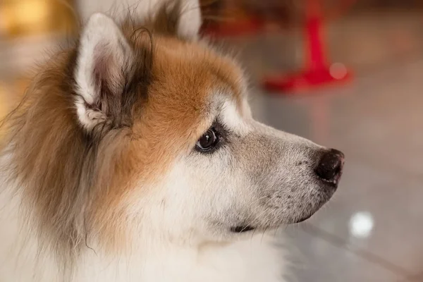 Köpek Suratının Sağ Tarafına Yakın Kahverengi Gözlü Büyük Burunlu Düz — Stok fotoğraf