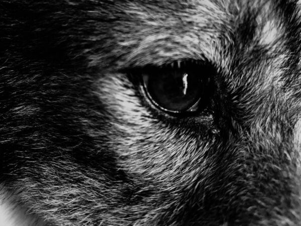 Closeup dog eye,brown color,looking straight,blurry light around,black and white tone,art style