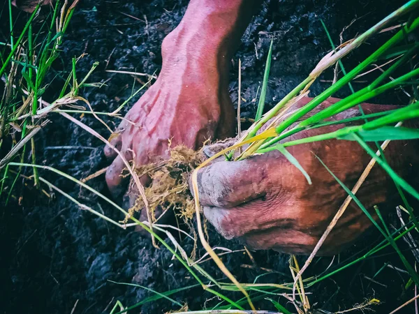 Abstract Art Design Background Human Hand Putting Rice Sprouts Soil — Stock Photo, Image