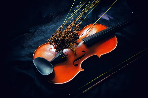 Violino Madeira Colocar Lado Flor Seca Fundo Lona Preta Tom — Fotografia de Stock