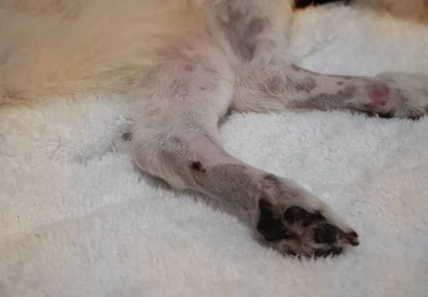 Dog Skin Problem Leg Allergy Dermatitis Disease Unhealthy — Stock Photo, Image