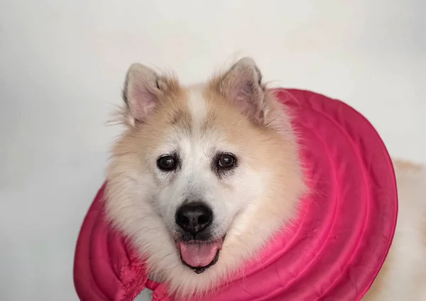 Dog cover with pink rubber on neck,looking something straight with happy feeling.