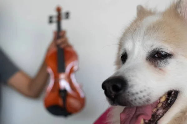 Closeup Cara Cão Lado Direito Violino Borrado Luz Embaçada Redor — Fotografia de Stock