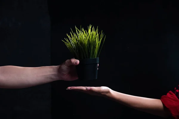 Green plant pot was putting on lady hand,on black background