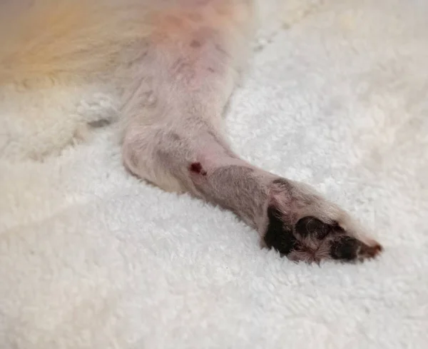 Wound infection on dog leg,from allergy.problem skin ,Dermatitis disease,unhealthy