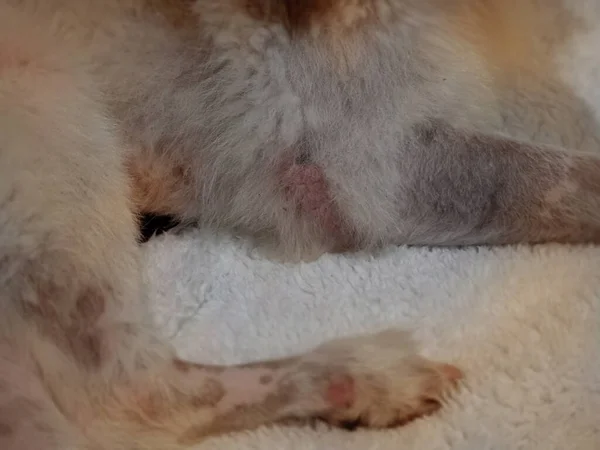 In selective focus of Dog skin problem,from allergy.Dermatitis disease,unhealthy