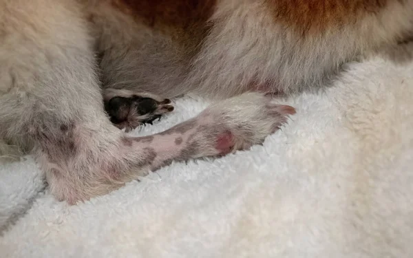 Problema Piel Del Perro Pierna Alergía Enfermedad Dermatitis Luz Borrosa — Foto de Stock