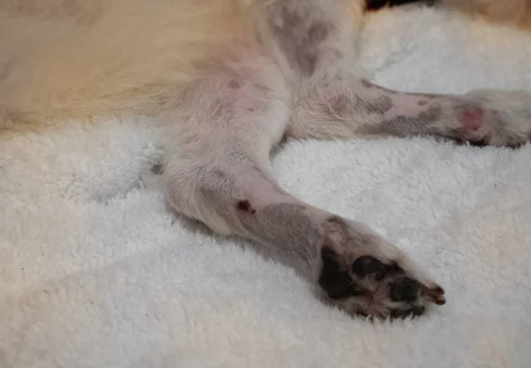 Dog skin problem on leg,from allergy.Dermatitis disease,unhealthy