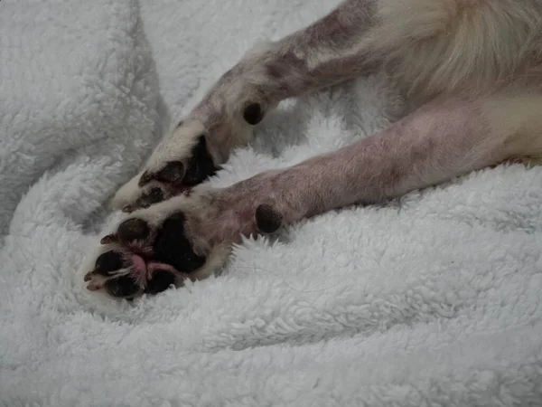 Dog skin problem on leg,from allergy.Dermatitis disease,unhealthy