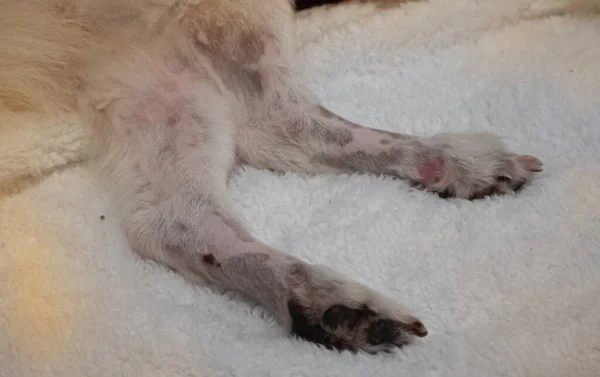Δερματικό Πρόβλημα Σκύλου Στο Πόδι Από Αλλεργία Δερματίτιδα Ανθυγιεινά — Φωτογραφία Αρχείου