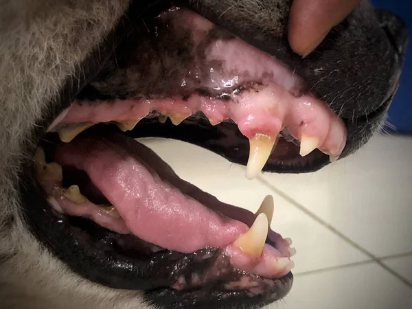 Problème Dents Chien Animal Oral Malsain — Photo