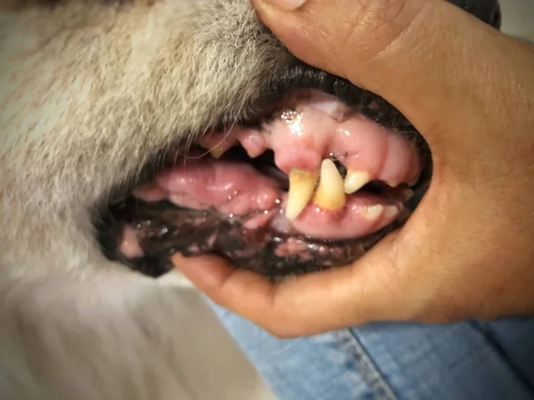 Köpek Dişi Sorunu Sağlıksız Oral Hayvan — Stok fotoğraf