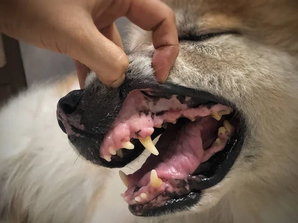 Problema Dientes Perro Animal Oral Poco Saludable — Foto de Stock