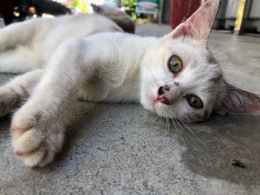 Tayland kedisi, sevimli hayvan.