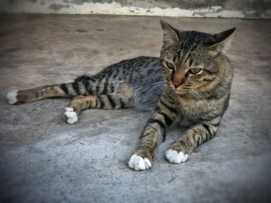 Tayland kedisi, sevimli hayvan.